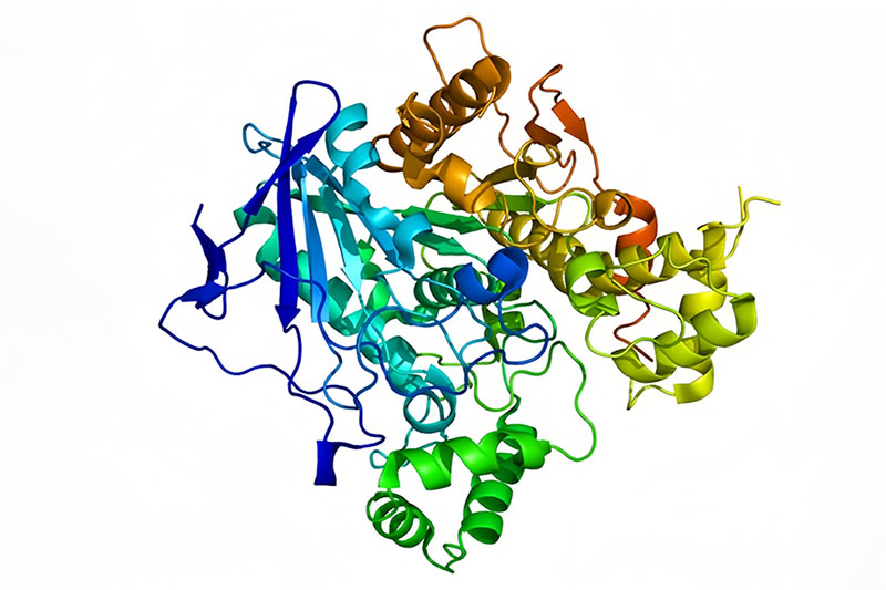 葡萄糖脫氫酶,Glucose Dehydrogenase （GDH）