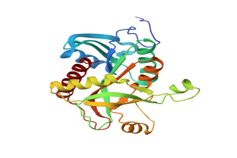 甲酸脫氫酶,Formate Dehydrogenase （FDH）