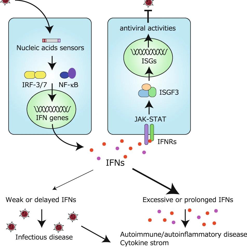 辰輝創(chuàng)聚生物Nebulabio 提供RNA Viruses Triggered信號通路相關蛋白