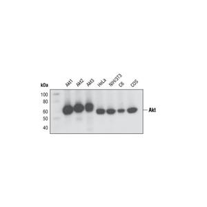 Akt (pan) (C67E7) 兔單克隆抗體,Akt (pan) (C67E7) Rabbit mAb