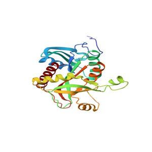 甲酸脫氫酶,Formate Dehydrogenase （FDH）