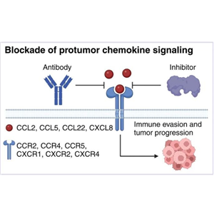 辰輝創(chuàng)聚生物Nebulabio 提供Chemokine信號(hào)通路相關(guān)蛋白