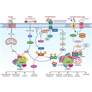 辰輝創(chuàng)聚生物Nebulabio 提供mTOR信號(hào)通路相關(guān)蛋白
