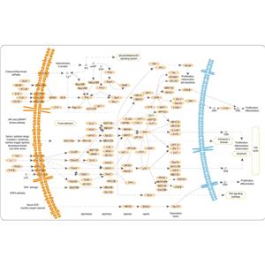 辰輝創(chuàng)聚生物Nebulabio 提供MAPK信號通路相關蛋白