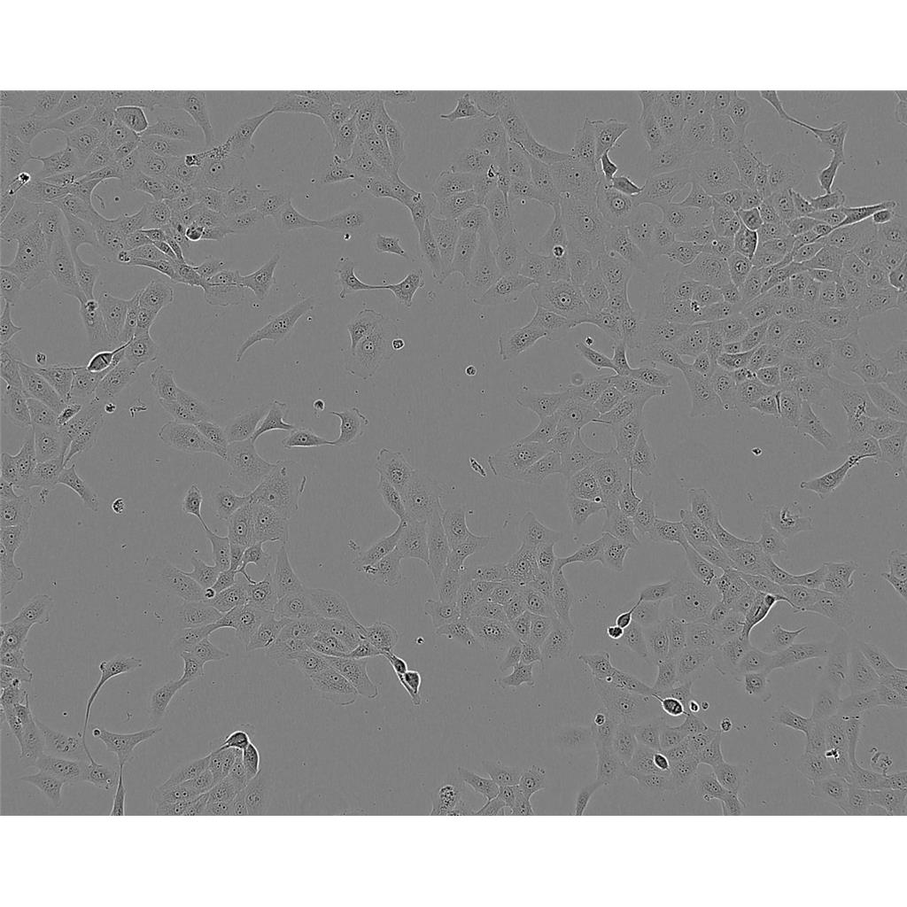 HKb20 Cells人腎上皮貼壁細(xì)胞系(贈送STR基因圖譜),HKb20 Cells