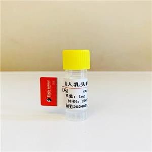 人乳頭瘤抗體；乳頭瘤病毒抗體,Human papilloma virus monoclonal antibody