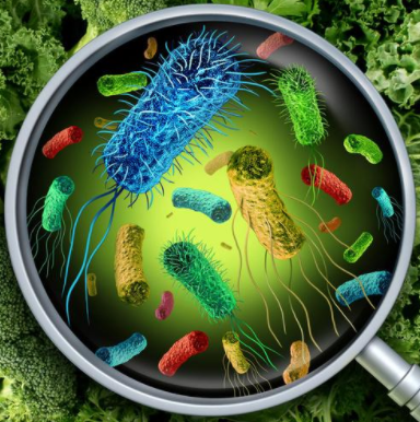 Microbacterium Laevaniformans,Microbacterium Laevaniformans