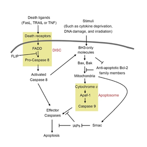 辰輝創(chuàng)聚生物Nebulabio 提供Apoptosis信號通路相關(guān)蛋白