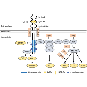 辰輝創(chuàng)聚生物Nebulabio 提供FGF信號(hào)通路相關(guān)蛋白
