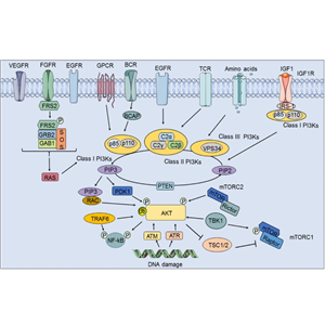辰輝創(chuàng)聚生物Nebulabio提供PI3K/Akt信號(hào)通路相關(guān)蛋白
