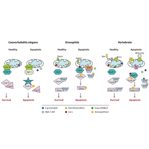 辰輝創(chuàng)聚生物Nebulabio 提供Mitochondrial Control of Apoptosis信號通路相關(guān)蛋白