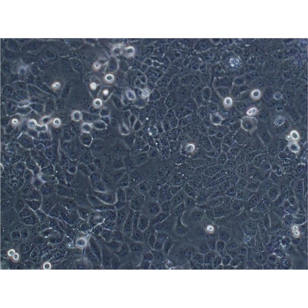 SV40-MES13 Cells小鼠腎小球系膜可傳代細胞系(送STR鑒定圖譜),SV40-MES13 Cells