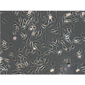 AC16 Cells#人心肌細(xì)胞系保種中心(通過STR鑒定),AC16 Cells#