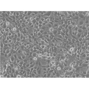 L-Wnt-3A Cells小鼠皮下結締組織可傳代細胞系(送STR鑒定圖譜),L-Wnt-3A Cells