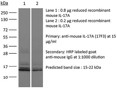InVivoPlus抗小鼠白細胞介素17A抗體,InVivoPlus anti-mouse IL-17A