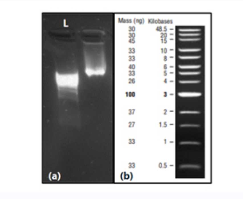 血液瘤DNA參考標準品,Myeloid DNA Reference Standard