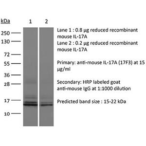 InVivoPlus抗小鼠白细胞介素17A抗体