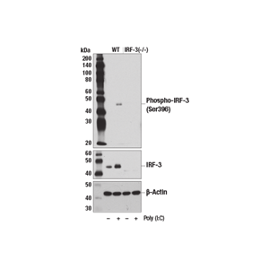 磷酸化干扰素调节因子3（Ser396）（D6O1M）兔单克隆抗体