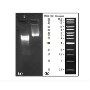 血液瘤DNA參考標(biāo)準(zhǔn)品,Myeloid DNA Reference Standard