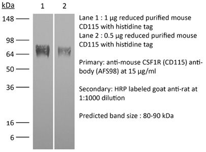 InVivoMAb抗小鼠CSF1R（CD115）抗體,InVivoMab anti-mouse CSF1R (CD115)