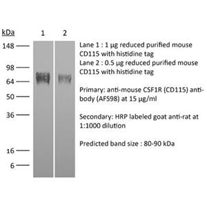 InVivoMAb抗小鼠CSF1R（CD115）抗體,InVivoMab anti-mouse CSF1R (CD115)