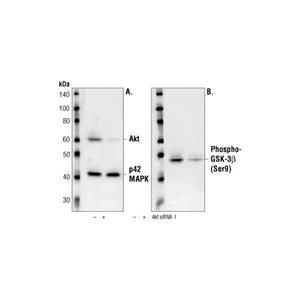 CST 蛋白激酶B抗體,Akt Antibody