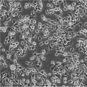 BNL-CL.2 Cells#小鼠胚胎肝细胞系种子库|完全培养基|STR图谱