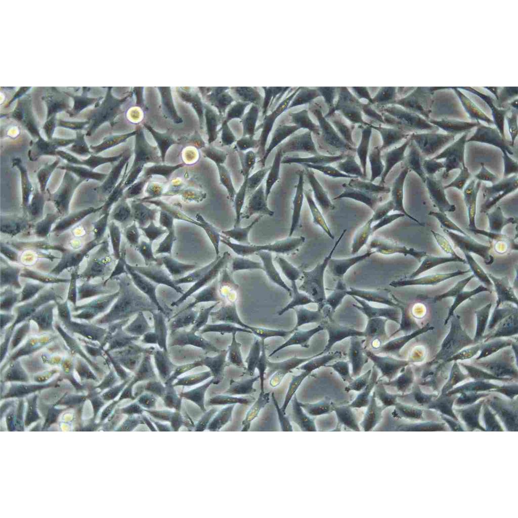 NCIH520 Cells#人肺腺鱗癌細(xì)胞系種子庫|完全培養(yǎng)基|STR圖譜,NCIH520 Cells#