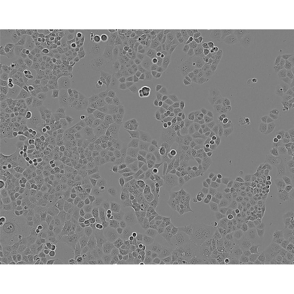 HCT_116 Cells#人結(jié)腸癌細胞系種子庫|完全培養(yǎng)基|STR圖譜,HCT_116 Cells#