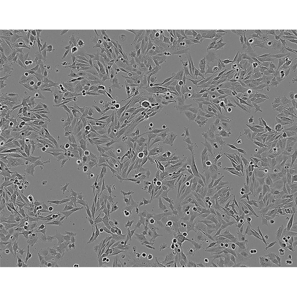 THPI Cells#人單核細(xì)胞白血病細(xì)胞系種子庫|完全培養(yǎng)基|STR圖譜,THPI Cells#