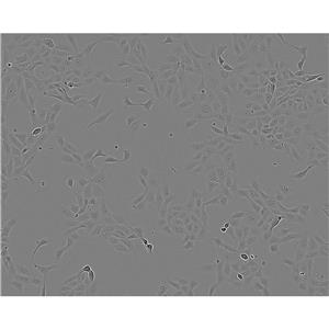 MRC-5 Cells#人胚肺細(xì)胞系來源可靠|培養(yǎng)基|帶STR基因圖譜,MRC-5 Cells#