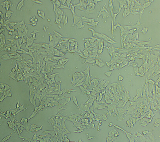 BEL 7405 Cells#人肝癌細胞系種子庫|完全培養(yǎng)基|STR圖譜,BEL 7405 Cells#