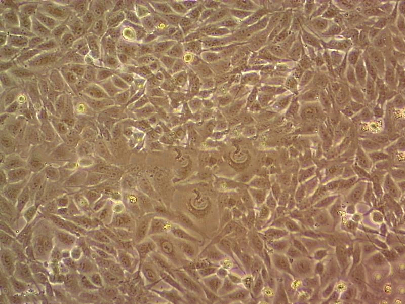 AML 12 Cells#小鼠肝細(xì)胞系種子庫|完全培養(yǎng)基|STR圖譜,AML 12 Cells#