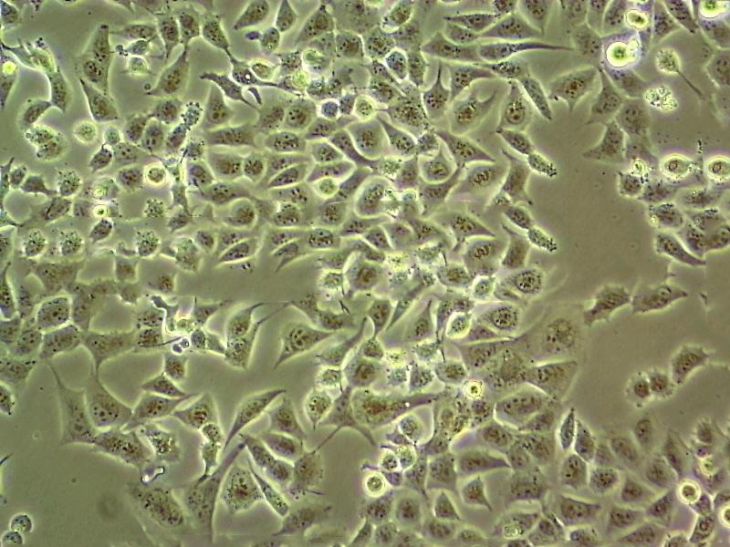 mda.MB.231 Cells#人乳腺癌細(xì)胞系種子庫|完全培養(yǎng)基|STR圖譜,mda.MB.231 Cells#