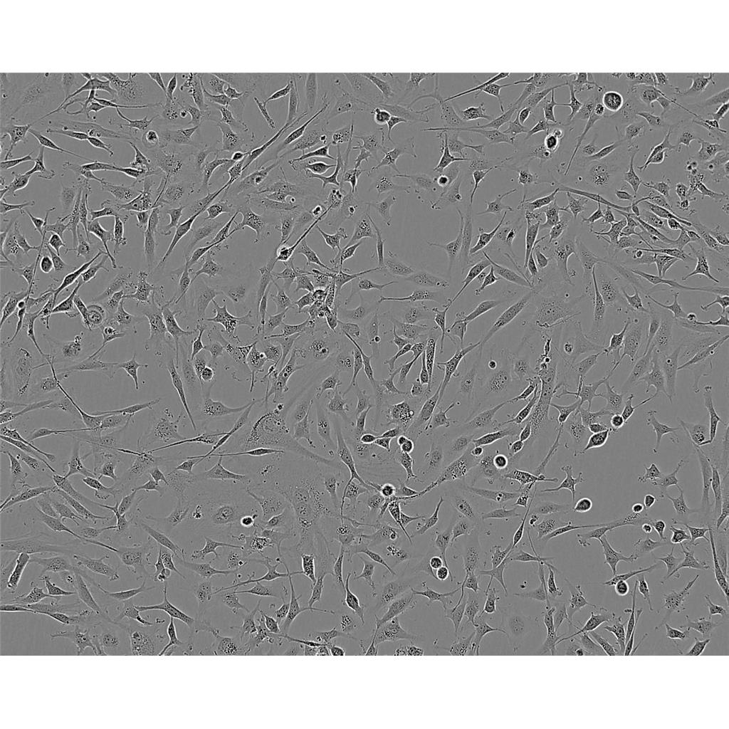 Hep 3B2_1-7 Cells#人肝癌細(xì)胞系種子庫(kù)|完全培養(yǎng)基|STR圖譜,Hep 3B2_1-7 Cells#