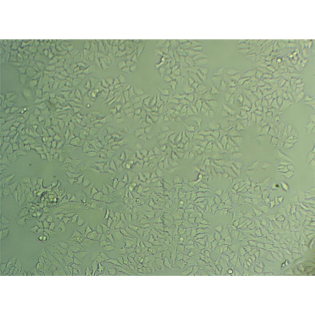 SW-620 Cells#人結(jié)腸癌細胞系種子庫|完全培養(yǎng)基|STR圖譜,SW-620 Cells#