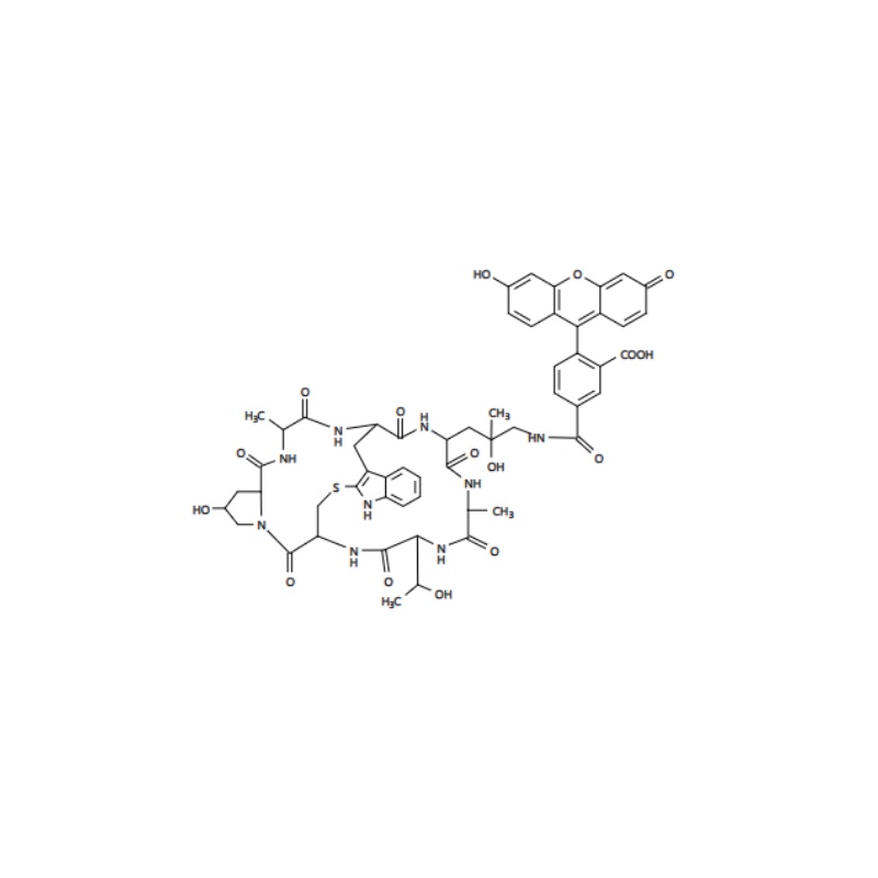 鬼筆環(huán)肽-熒光素標記（FITC標記），F(xiàn)ITC標記的鬼筆環(huán)肽,Phalloidin-Fluorescein Conjugate,FITC-Phalloidin