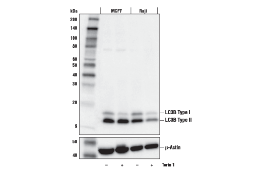 LC3B (E5Q2K) 鼠源單克隆抗體,LC3B (E5Q2K) Mouse mAb