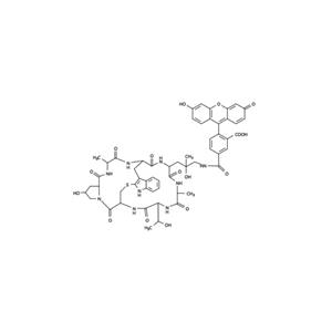 FITC-Phalloidin一种荧光素标记的鬼笔环肽试剂