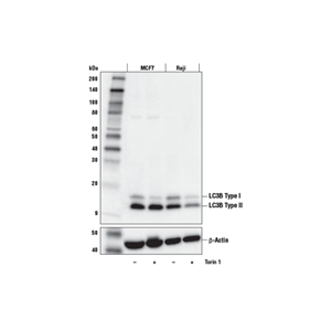 LC3B (E5Q2K) 鼠源單克隆抗體,LC3B (E5Q2K) Mouse mAb