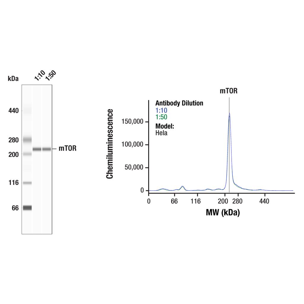 CST雷帕霉素靶蛋白（mTOR）（7C10）兔單克隆抗體,mTOR (7C10) Rabbit mAb