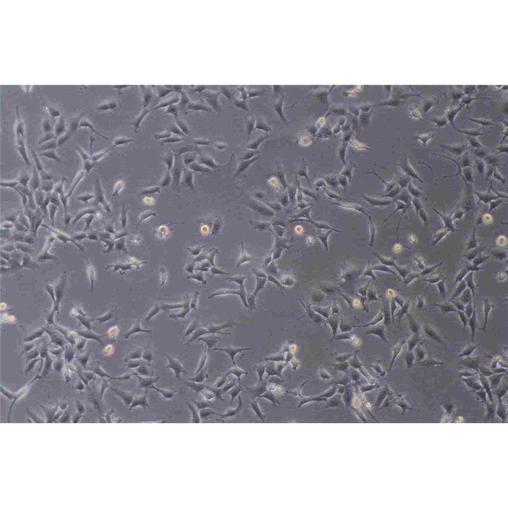 HEK 293 c18 Cells#人胚腎細(xì)胞系活性強(qiáng)|培養(yǎng)基|送STR圖譜,HEK 293 c18 Cells#