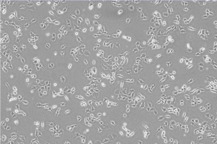 HPAF-2 Cells#人胰腺癌細胞系活性強|培養(yǎng)基|送STR圖譜,HPAF-2 Cells#