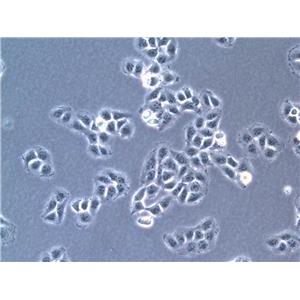 H526 Cells#人肺癌細(xì)胞系活性強(qiáng)|培養(yǎng)基|送STR圖譜