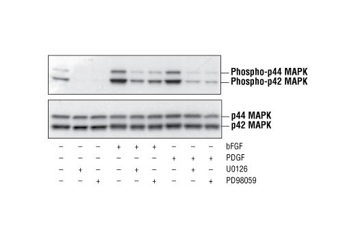 磷酸化p44/42 MAPK（Erk1/2）（Thr202/Tyr204）抗體,Phospho-p44/42 MAPK (Erk1/2) (Thr202/Tyr204) Antibody