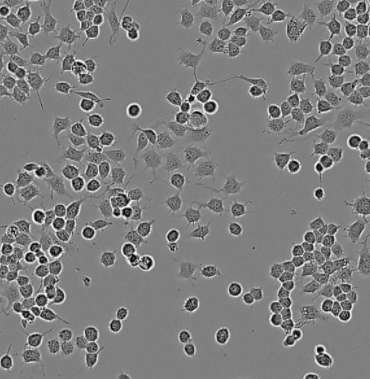 Syzygites Megalocarpus,Syzygites Megalocarpus