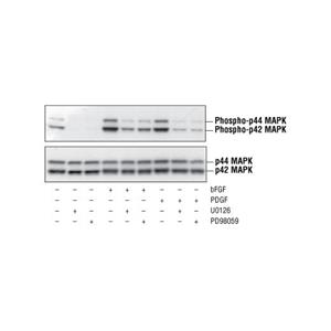 磷酸化p44/42 MAPK（Erk1/2）（Thr202/Tyr204）抗體