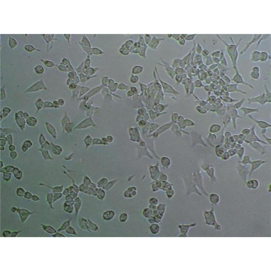 Ra #1 Cells#人B淋巴细胞系来源可靠|培养基|带STR基因图谱,Ra #1 Cells#