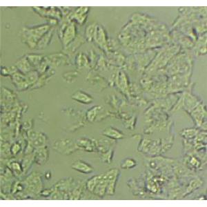 HPAF-II Cells#人胰腺癌細(xì)胞系低代次|培養(yǎng)基|贈(zèng)STR圖譜