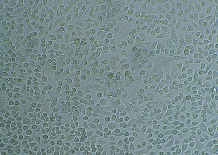 NB.4 Cells#急性早幼粒細(xì)胞系來(lái)源可靠|培養(yǎng)基|帶STR基因圖譜,NB.4 Cells#